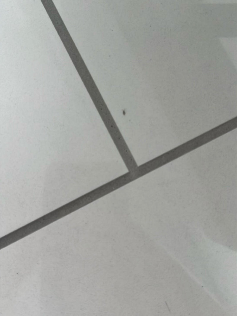 Insecte indéterminé — Bild 2