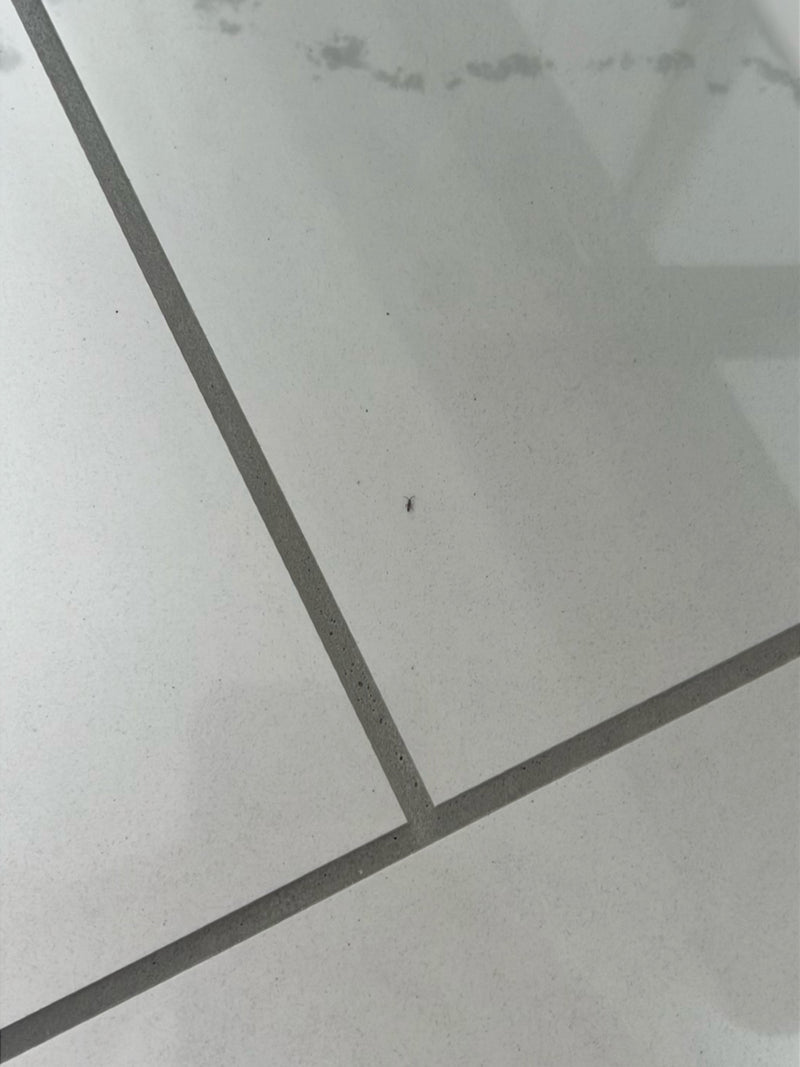 Insecte indéterminé — Bild 1
