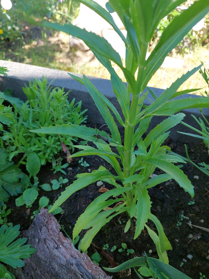 Un tout petit insecte indistinct est posé sur la feuille verte d'une plante. La prise de vue montre la plante dans un parterre de jardin.