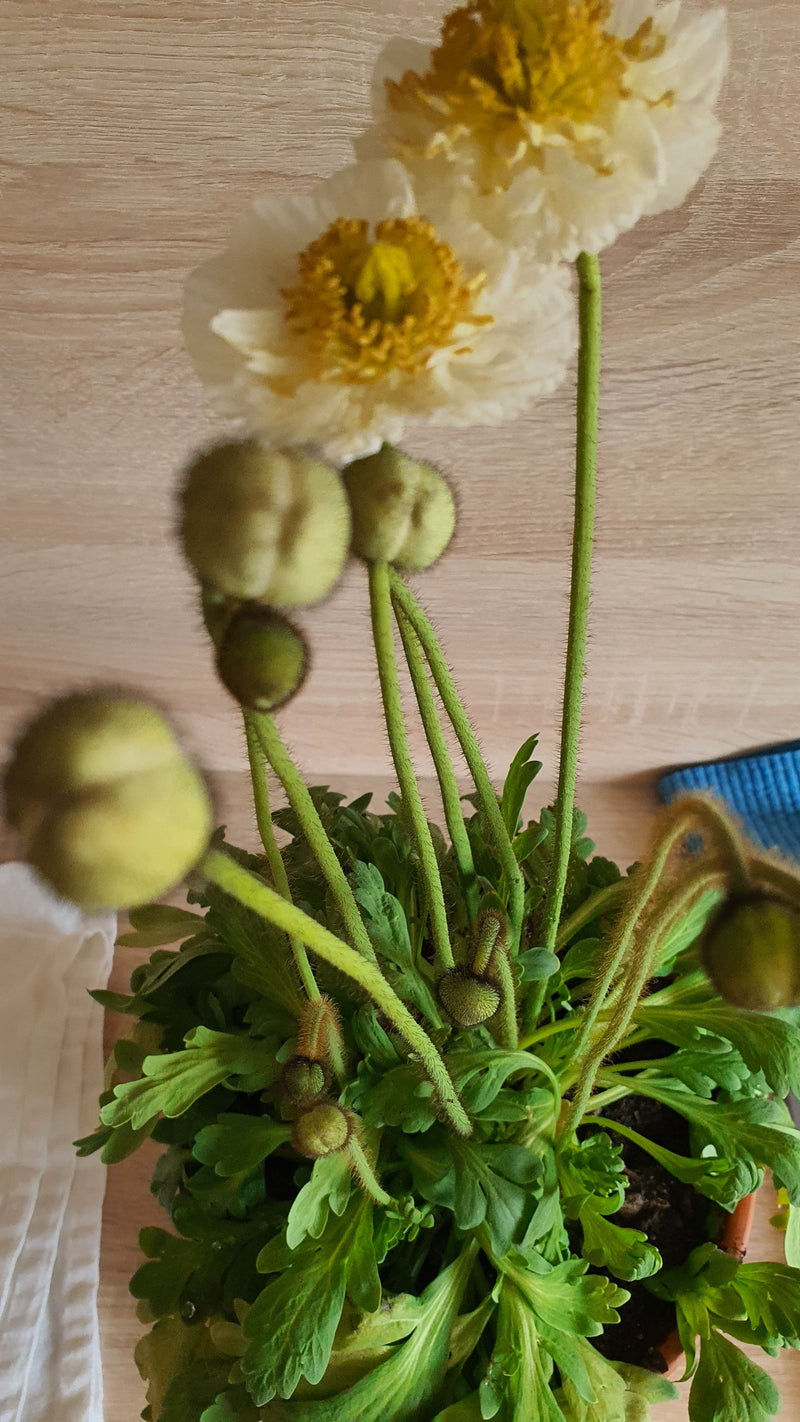 Coquelicots d'Islande — Bild 1