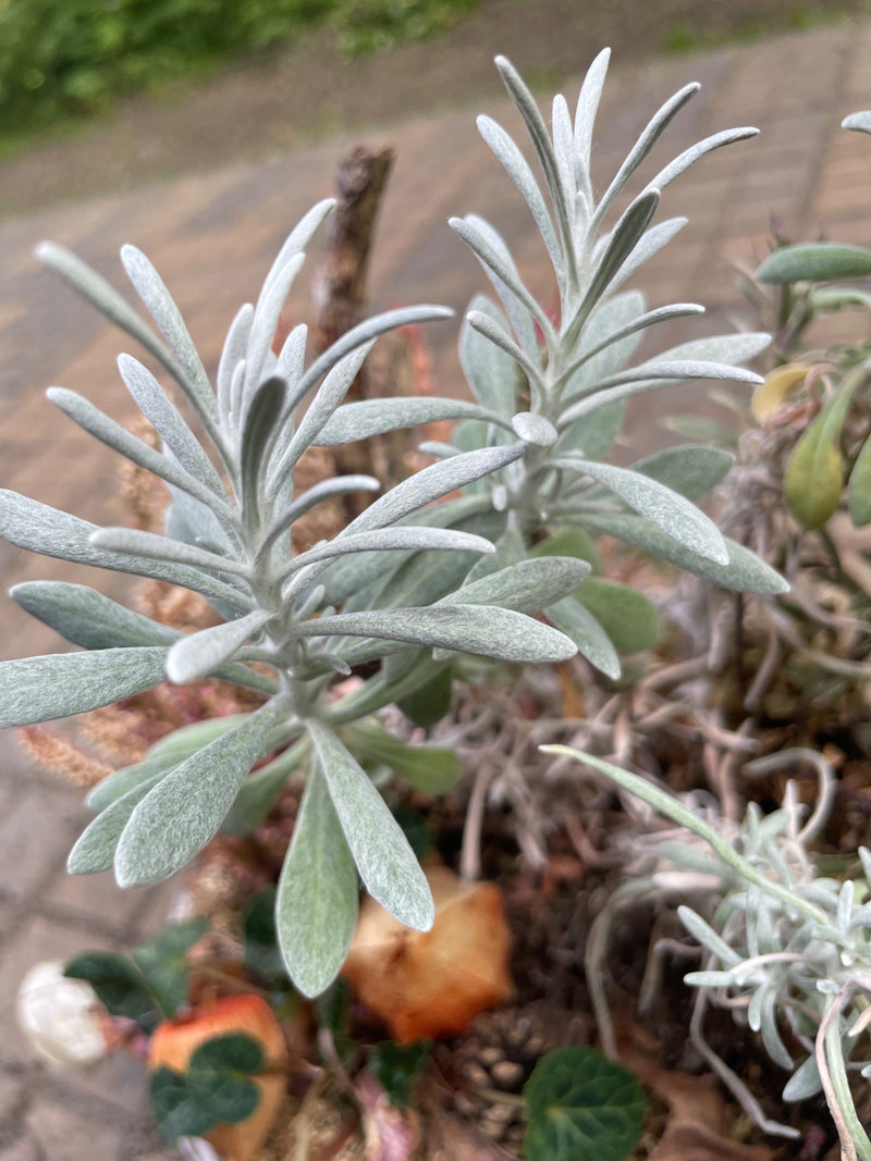 Herbe de curry — Bild 1
