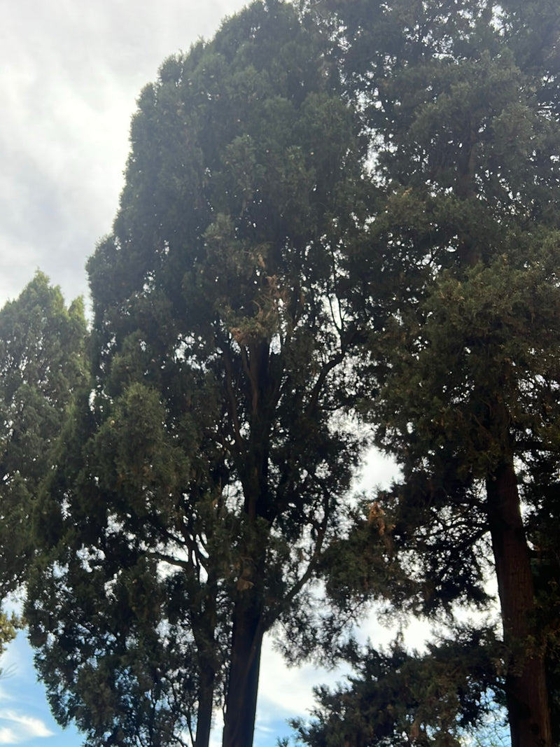 Cyprès — Bild 2