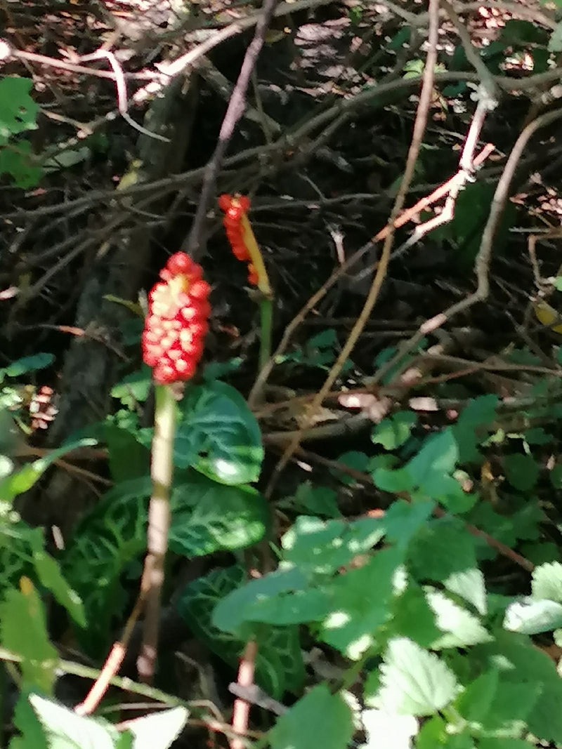 Un gouet d'Italie avec un épi fructifère dressé portant des baies rouges pousse dans le sous-bois.