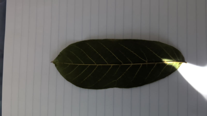 Une feuille oblongue d'un jacquier est posée à plat sur du papier ligné.