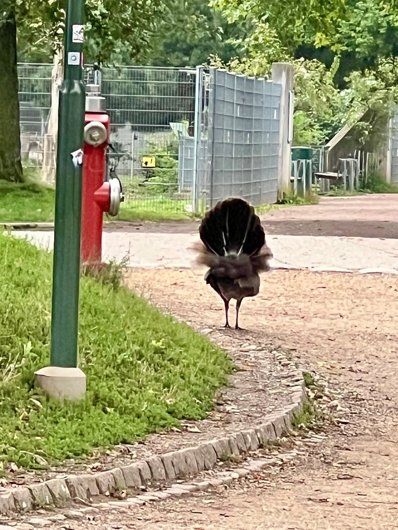 chasse au faisan — photo 2 sur 6