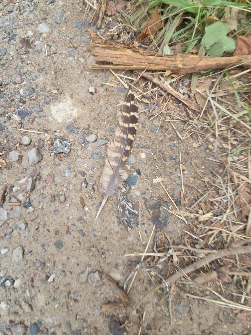 chasse au faisan — Bild 1