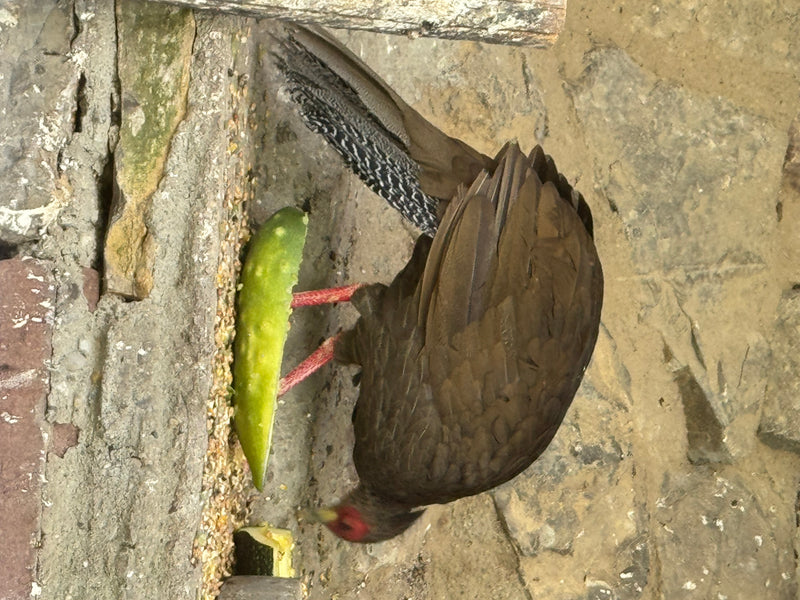 Un faisan sombre se tient sur un sol en pierre et se nourrit de morceaux de légumes.