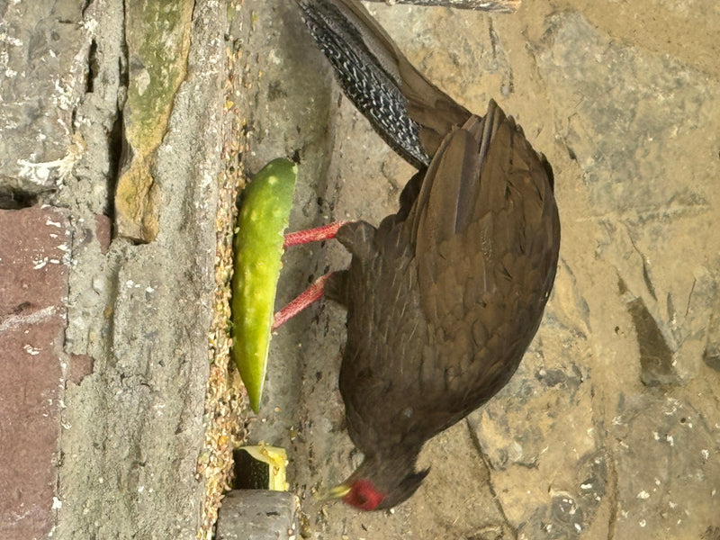 Un faisan de Colchide au plumage sombre et à la peau faciale rouge se tient sur un sol en pierre. Il mange un morceau de légume vert.