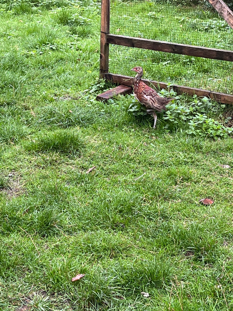 chasse au faisan — photo 1 sur 6