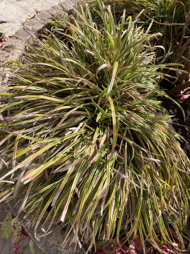 carex japonais — Bild 1