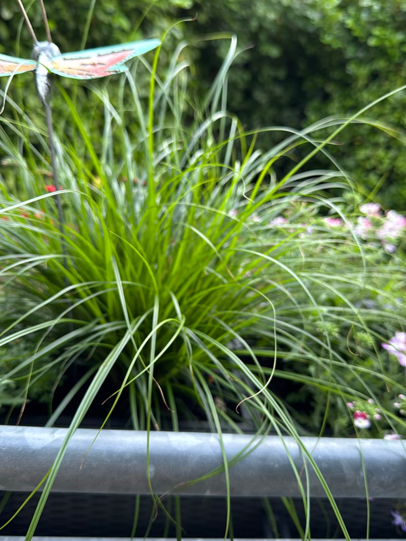 On aperçoit une touffe dense de la laiche de Morrow avec de longues feuilles étroites dans un jardin. La plante pousse dans un pot.