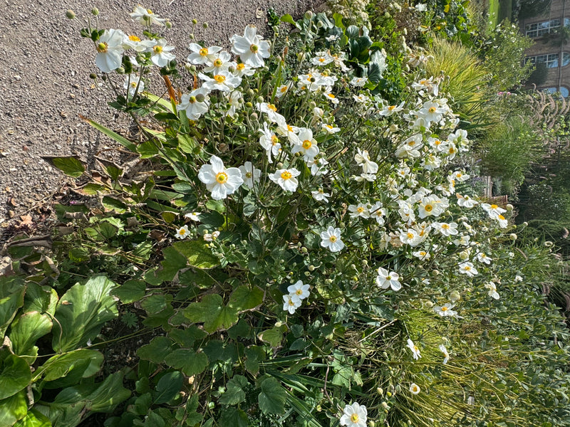 Une anémone du Japon luxuriante aux nombreuses fleurs blanches et au cœur jaune pousse le long d'un chemin de gravier.