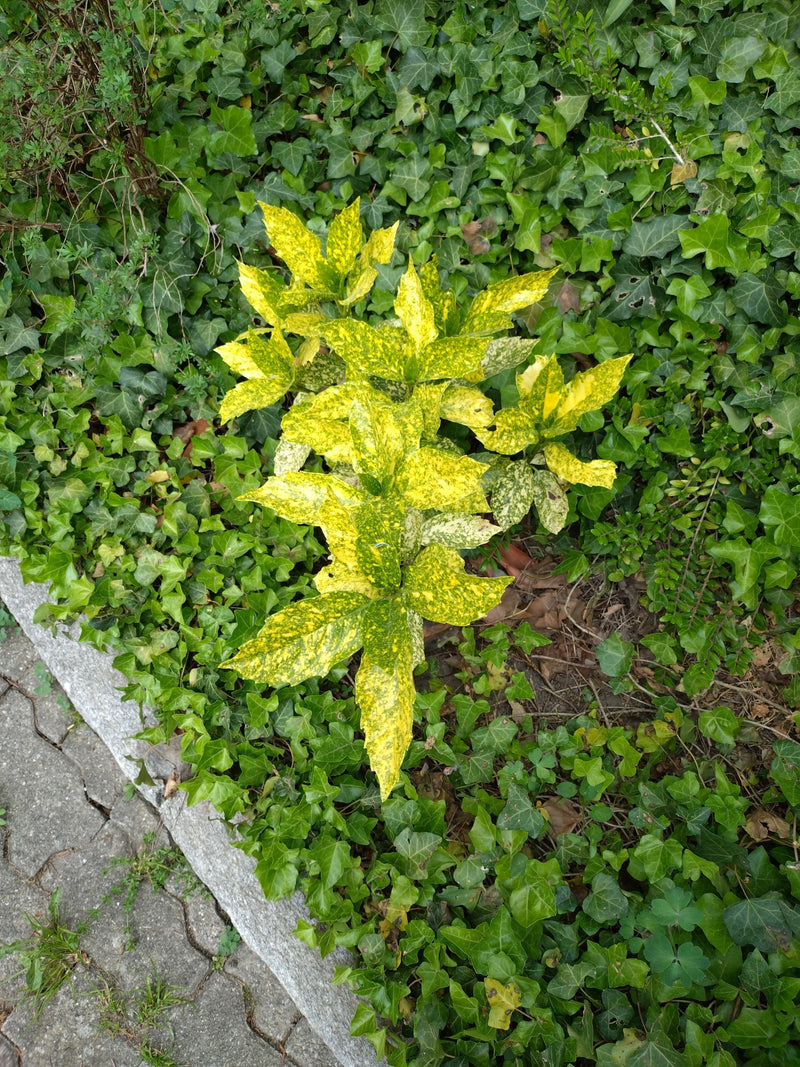 Aukubé japonais — Bild 1