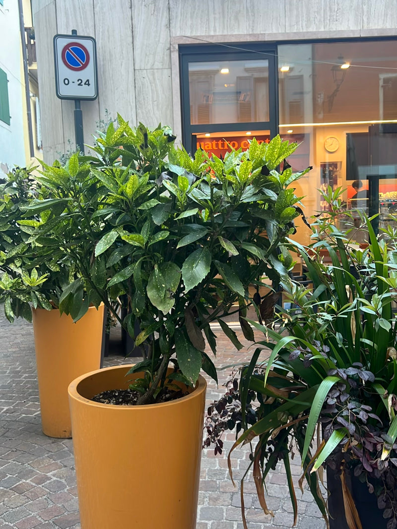 Un aucuba du Japon se trouve dans un bac à planter orange sur un sol pavé devant un bâtiment. Les feuilles brillantes présentent le motif moucheté typique.