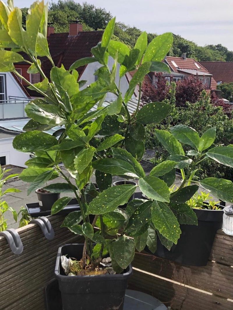 On peut voir un aucuba du Japon dans un bac à plantes sur un balcon. La plante présente ses feuilles brillantes caractéristiques avec des taches jaunâtres.