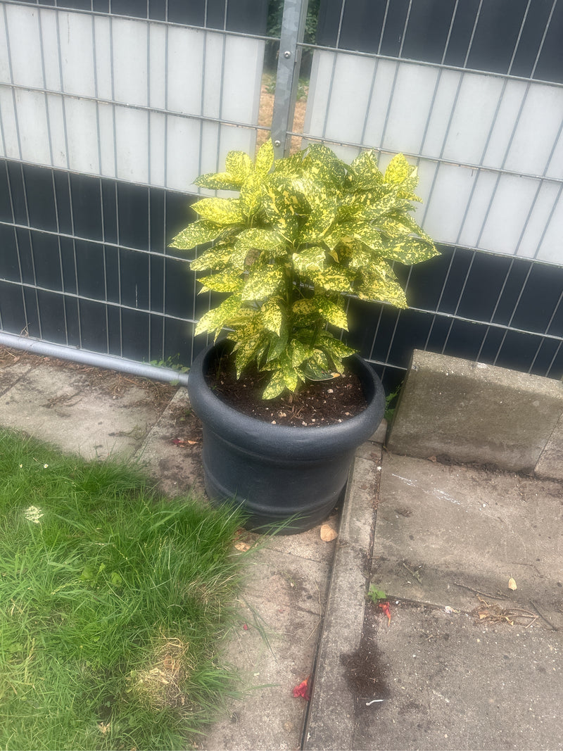Un aucuba du Japon pousse dans un pot de fleurs sombre devant une clôture de chantier. Les feuilles mouchetées de jaune et de vert sont bien visibles.