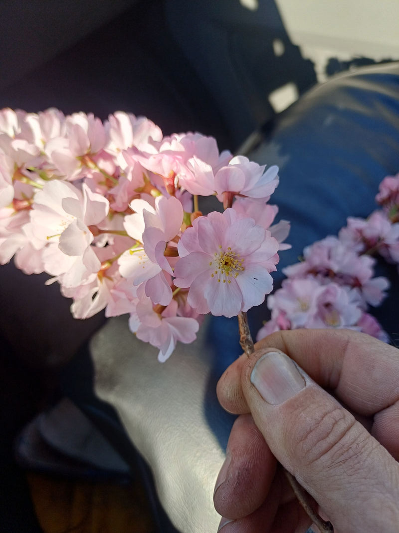 cerises ornementales — Bild 2