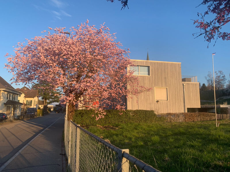 cerises ornementales — Bild 1
