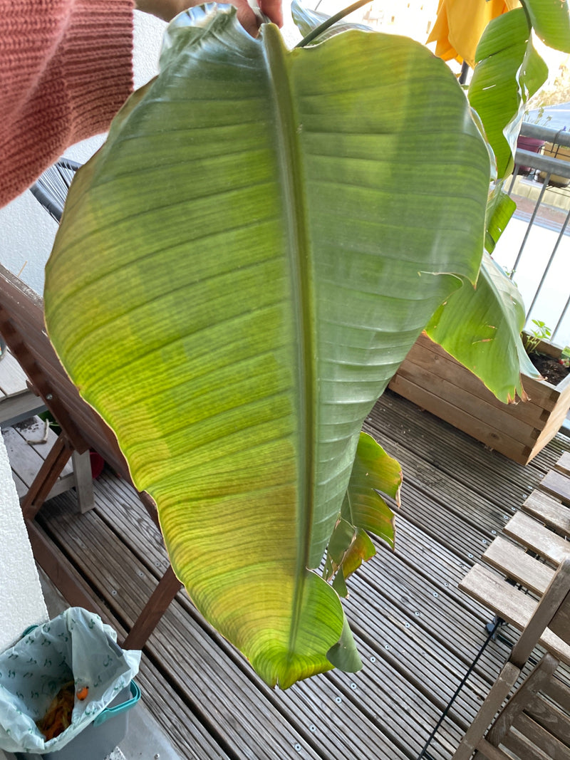 Banane japonaise en fibre — Bild 2