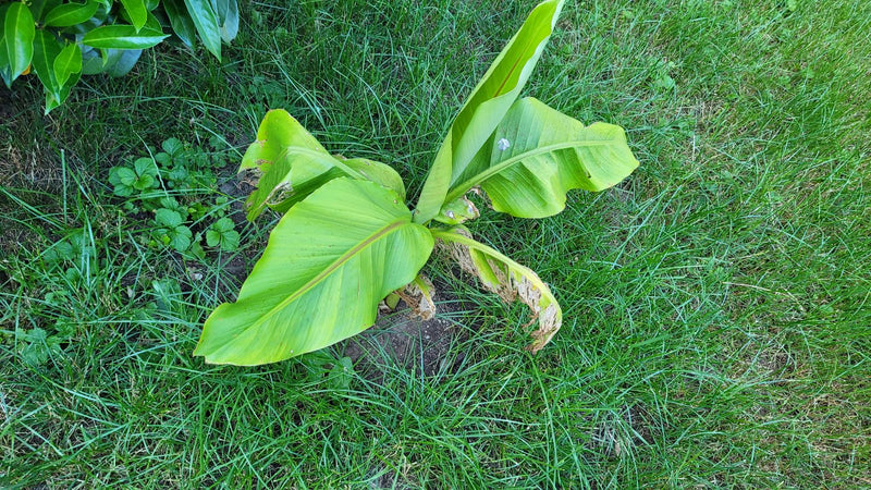 Banane japonaise en fibre — Bild 1