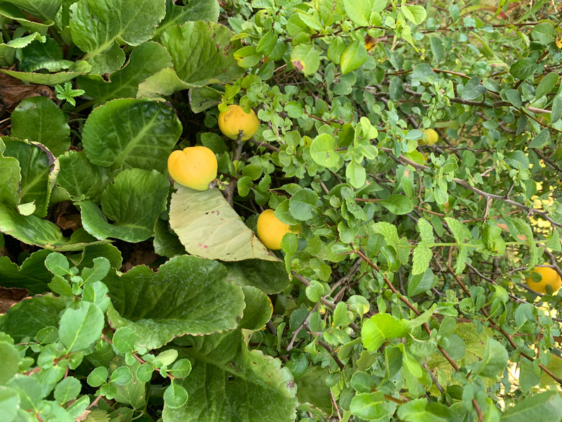 L'image montre des fruits jaunes de cognassiers du Japon entourés d'un feuillage vert dense. Les fruits mûrs pendent aux branches de l'arbuste.