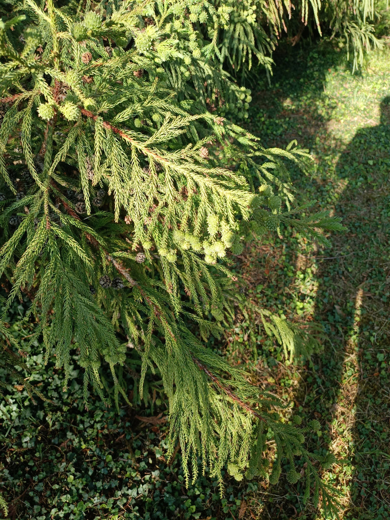 Sapin faucille du Japon — Bild 1