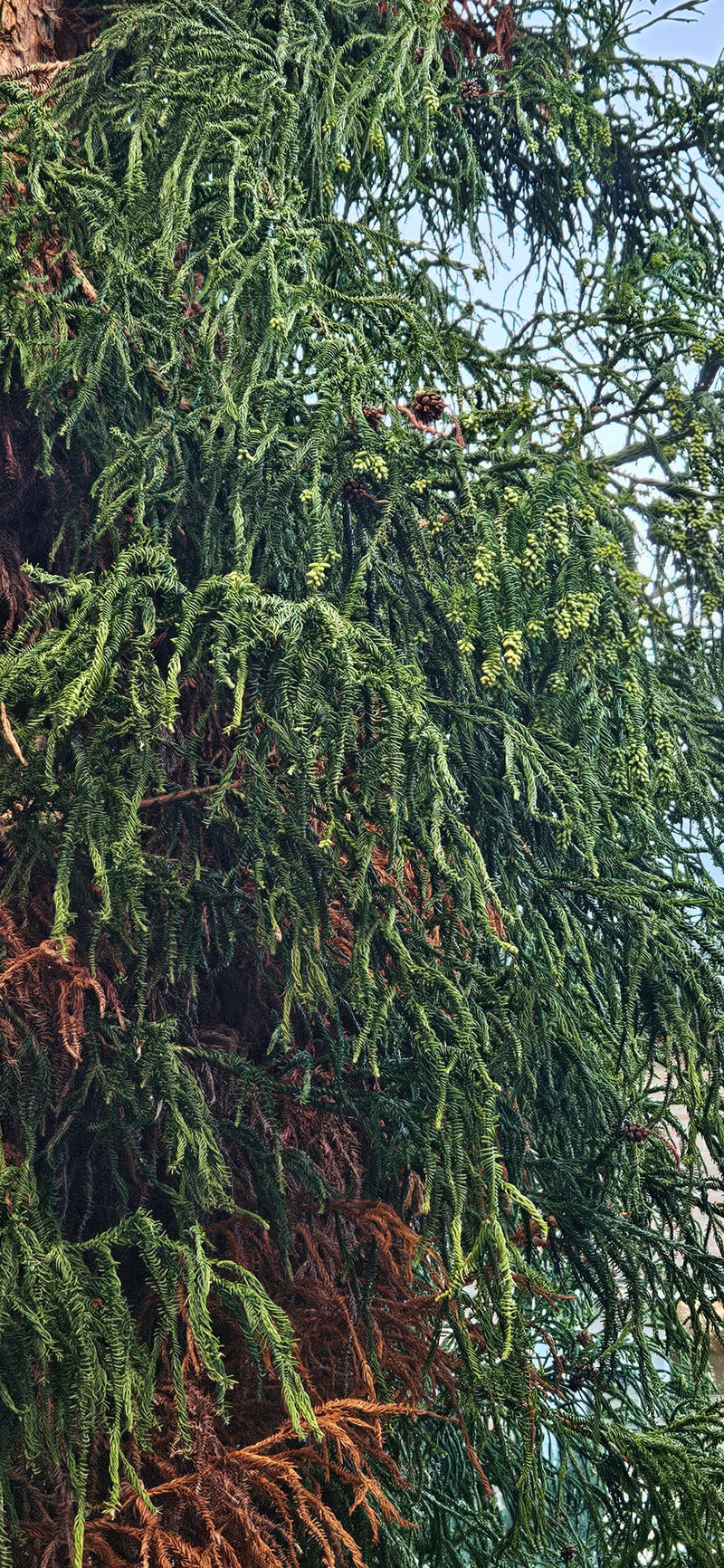 Sapin faucille du Japon — photo 1 sur 4