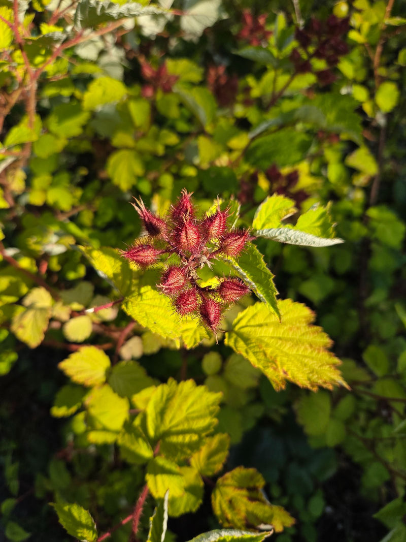 L'image montre les bourgeons floraux caractéristiques rougeâtres et glanduleux ainsi que les feuilles vert clair d'un vinettier du Japon. La plante pousse da...