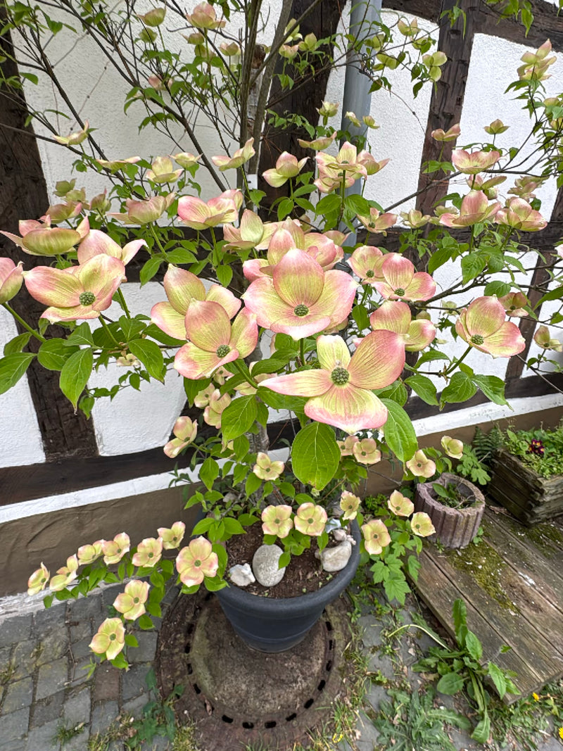 Cornouiller fleuri du Japon — Bild 1