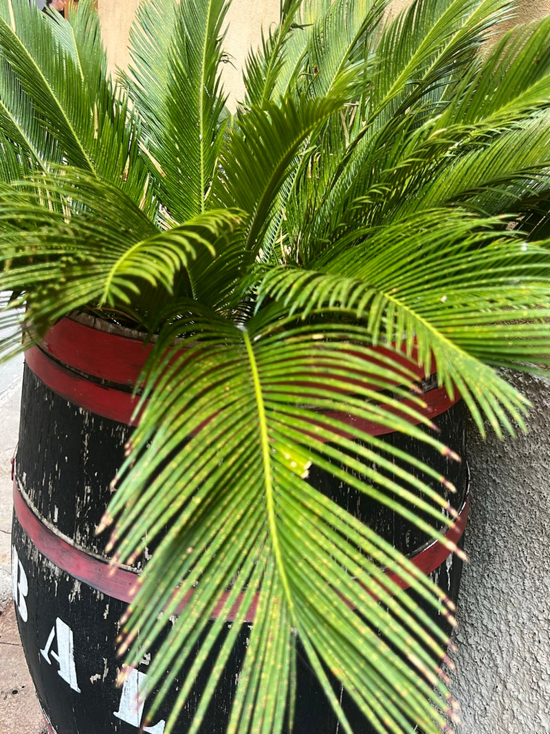 Cycas — Bild 1
