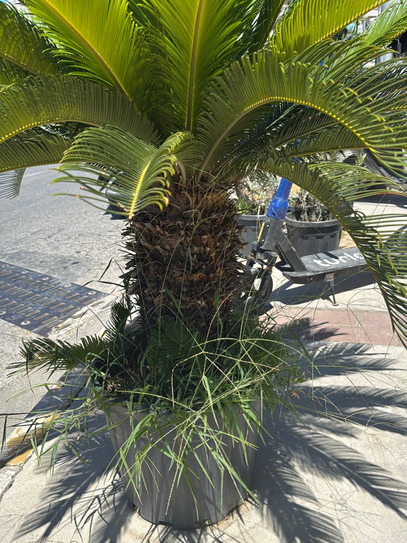 On peut voir un palmier sagoutier vigoureux dans un bac à plantes gris sur un trottoir urbain. Ses feuilles pennées caractéristiques rayonnent d'un tronc épais.