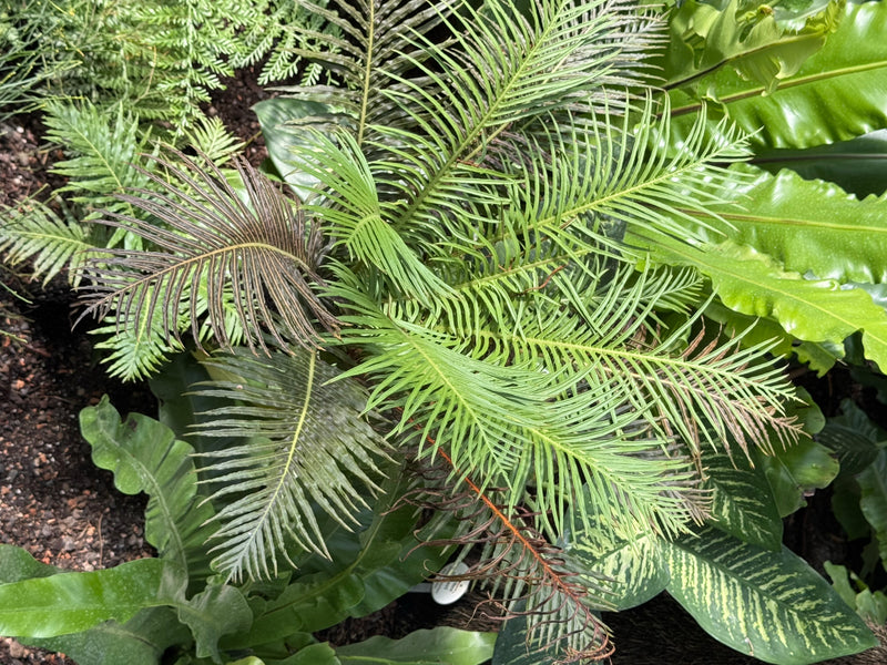 Vue de dessus des frondes pennées vertes d'un cycas du Japon au milieu d'une végétation dense.