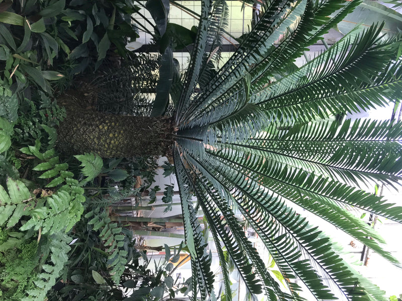 On aperçoit un palmier sago adulte doté d'un tronc écailleux caractéristique et d'une couronne de longues feuilles pennées. La plante se trouve dans un envir...