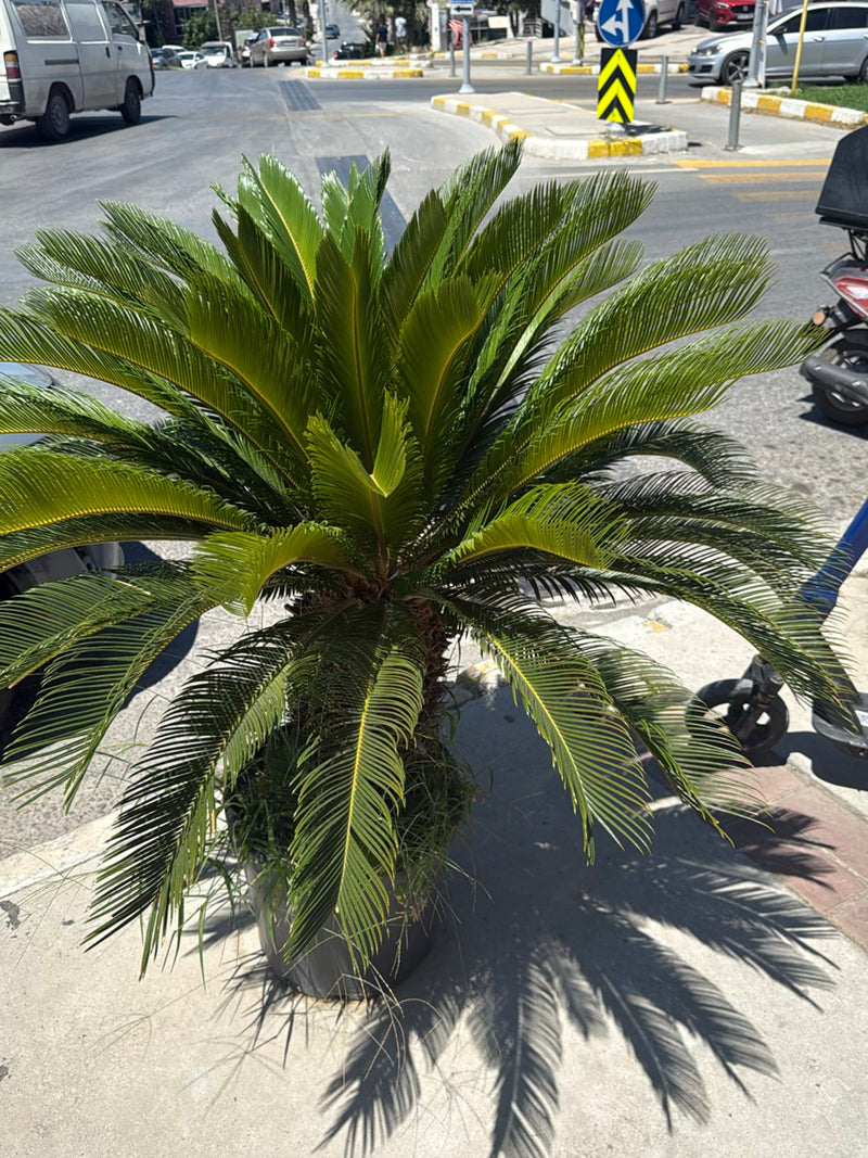 On peut voir un magnifique cycas aux feuilles pennées vert foncé. La plante se trouve dans un bac sur un trottoir urbain.