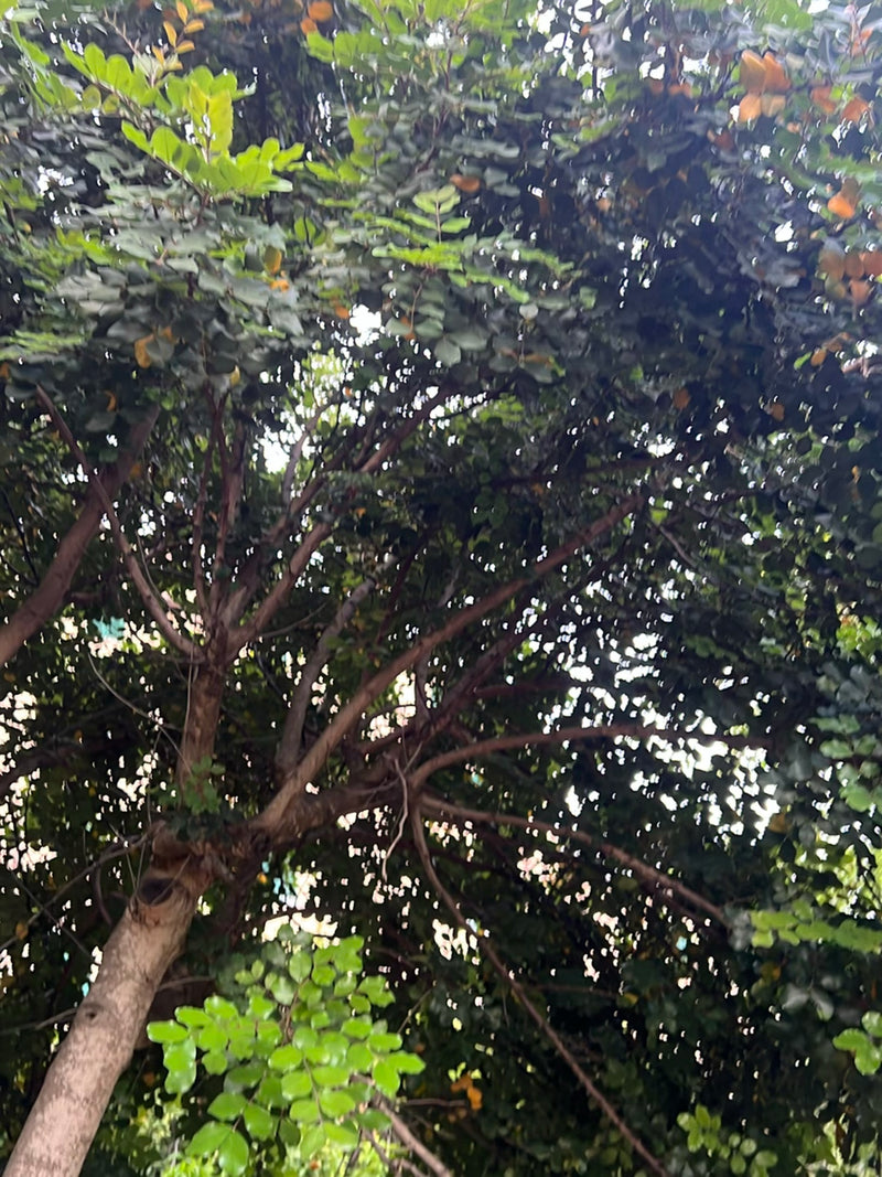 Arbre à cordes japonais — Bild 2