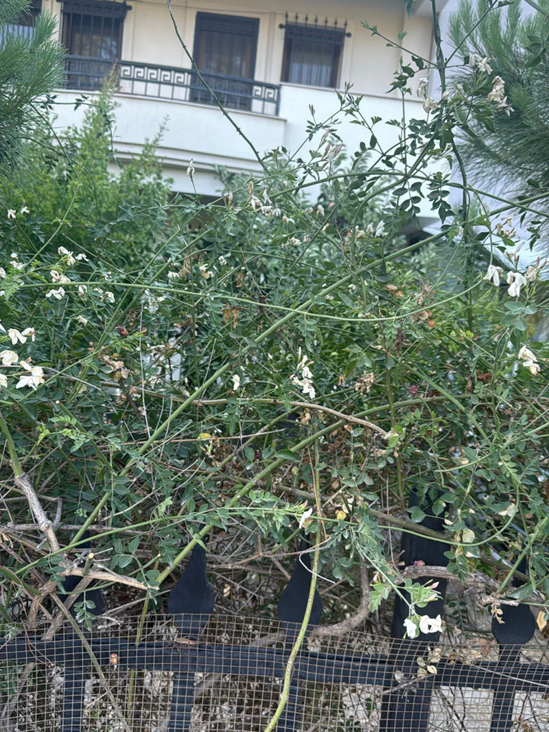 Arbre à cordes japonais — photo 3 sur 16