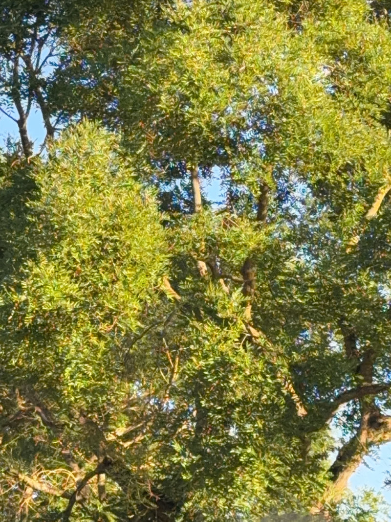 Arbre à cordes japonais — Bild 1