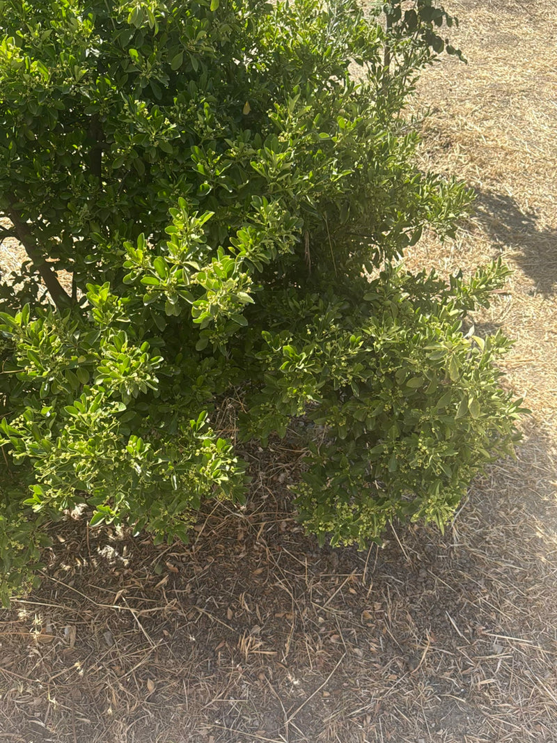 L'image montre un fusain buissonneux doté de nombreuses petites feuilles vertes. La plante pousse dans un environnement au sol sec.