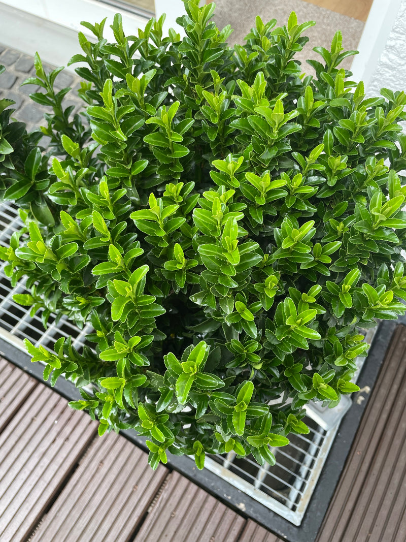 On peut voir un fusain compact aux feuilles vertes denses et brillantes. La prise de vue montre la plante par-dessus dans un environnement urbain ou semblabl...