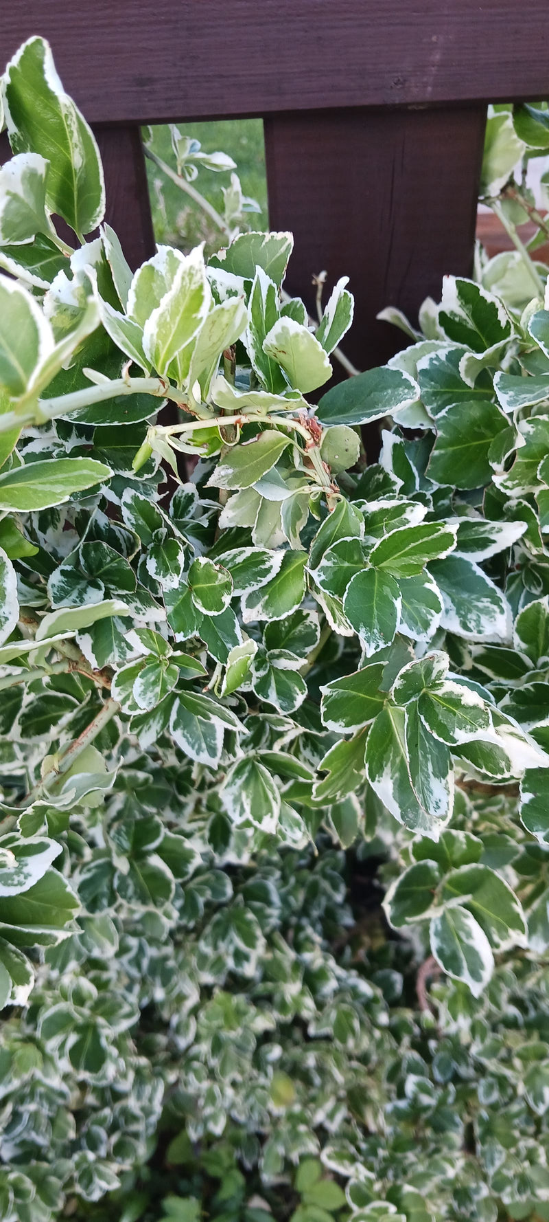 L'image montre une branche feuillue d'un fusain avec des feuilles caractéristiques vertes et blanches. La plante pousse devant une clôture en bois sombre.