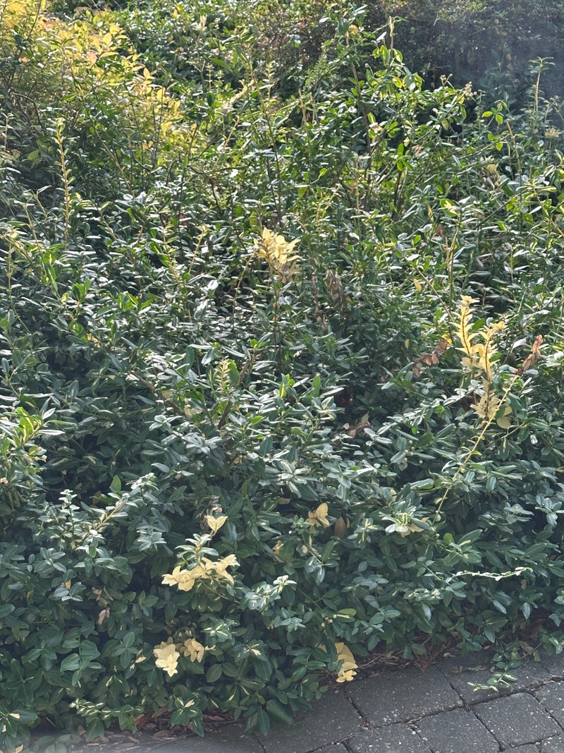 On peut voir un fusain dense avec des feuilles brillantes panachées de vert et de blanc. La plante pousse dans un environnement urbain juste devant une zone ...