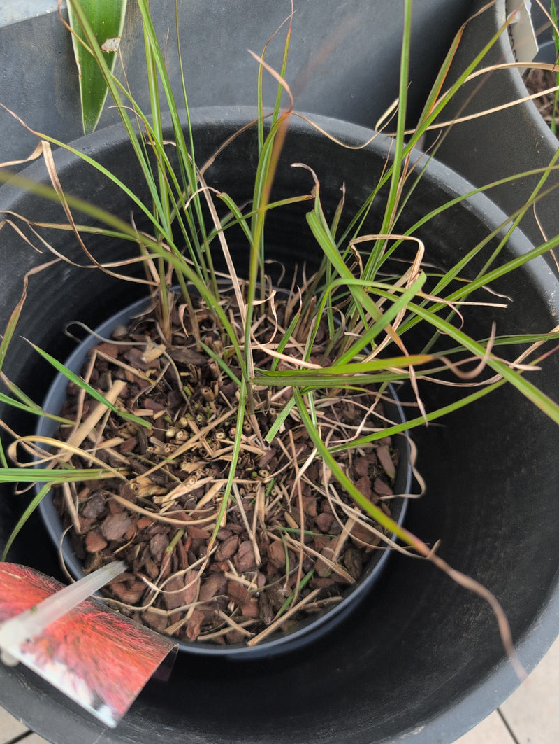 Herbe de sang japonaise — Bild 2