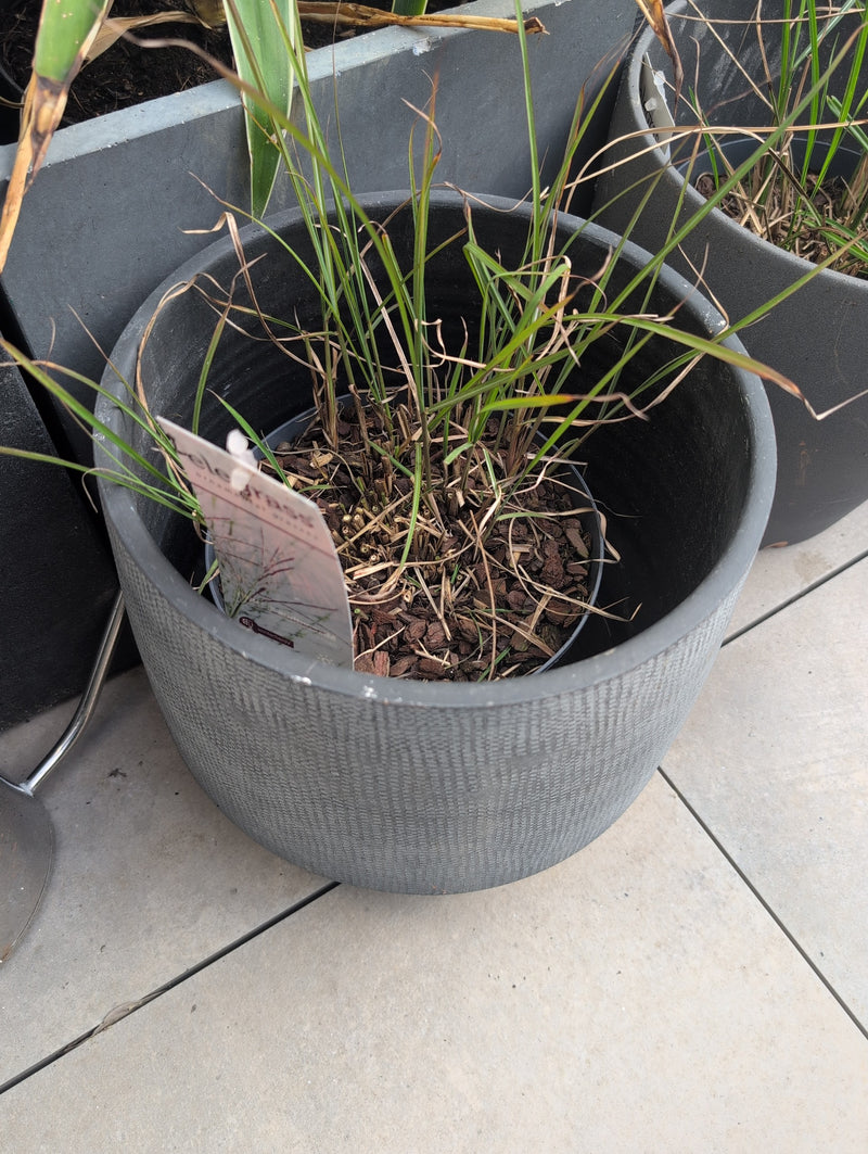 Herbe de sang japonaise — Bild 1