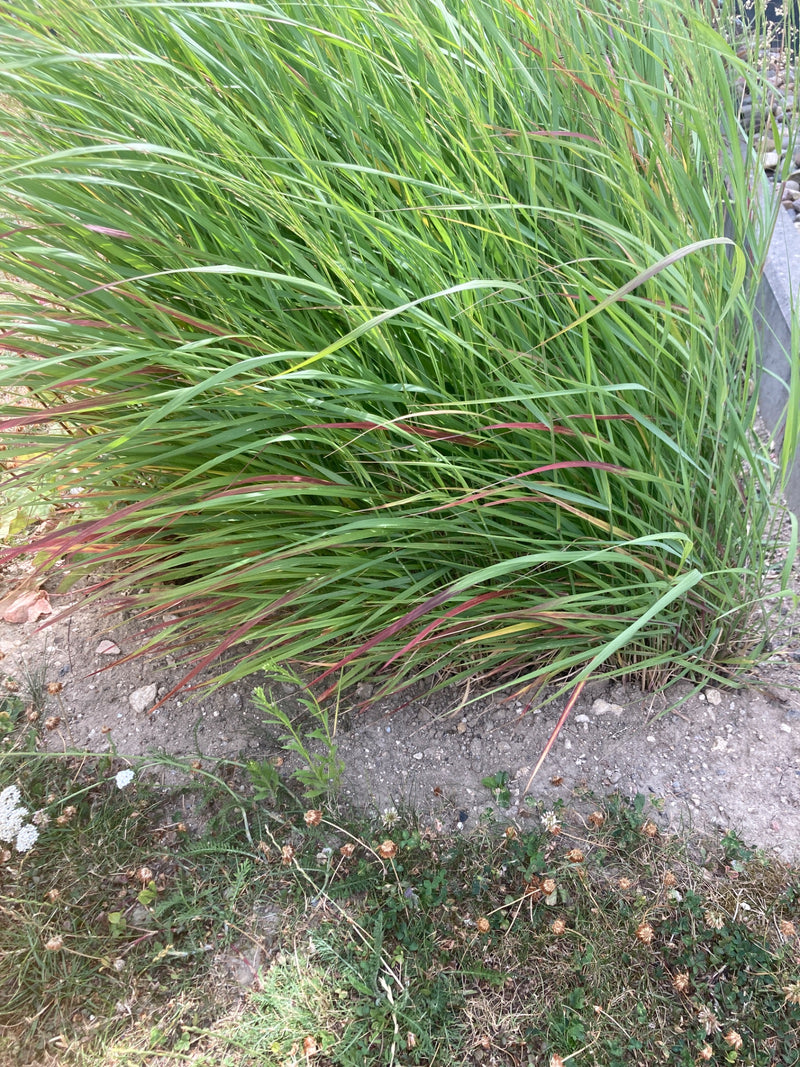 On aperçoit une touffe dense d'herbe verte dont les brins présentent des pointes caractéristiques de couleur rouge. La plante pousse dans un parterre sur un ...
