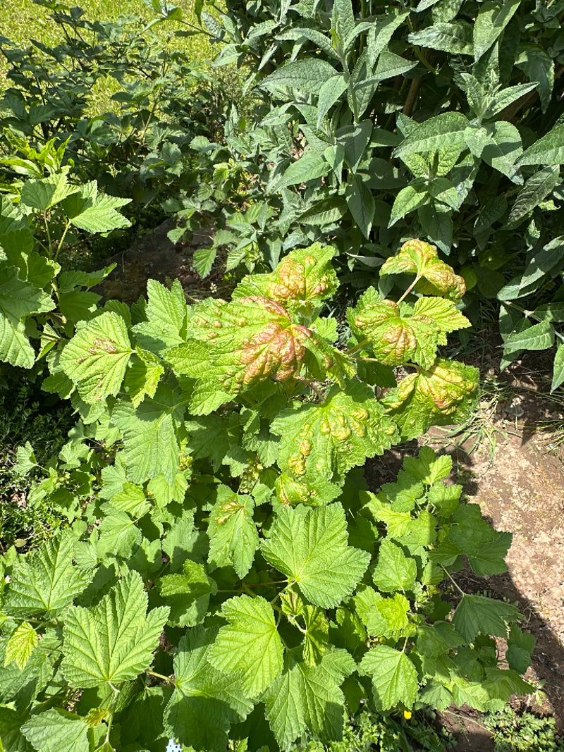Puceron du cassis — Bild 1