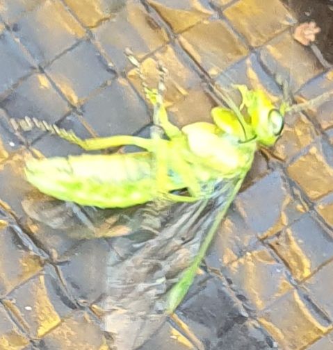 Tenthrède du groseille — photo 3 sur 14