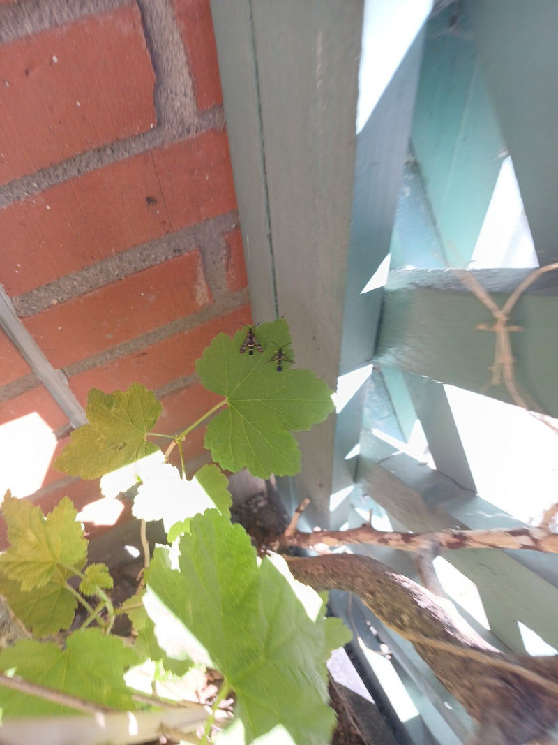 Glasswing Cassis — Bild 1