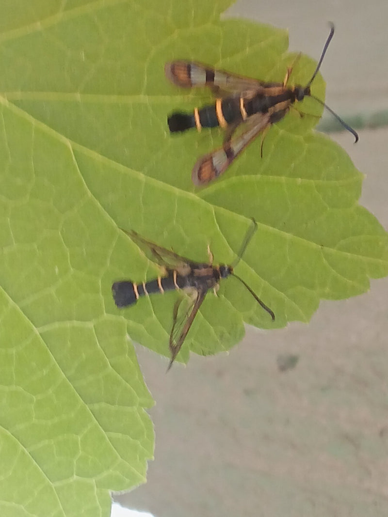 Glasswing Cassis — Bild 2