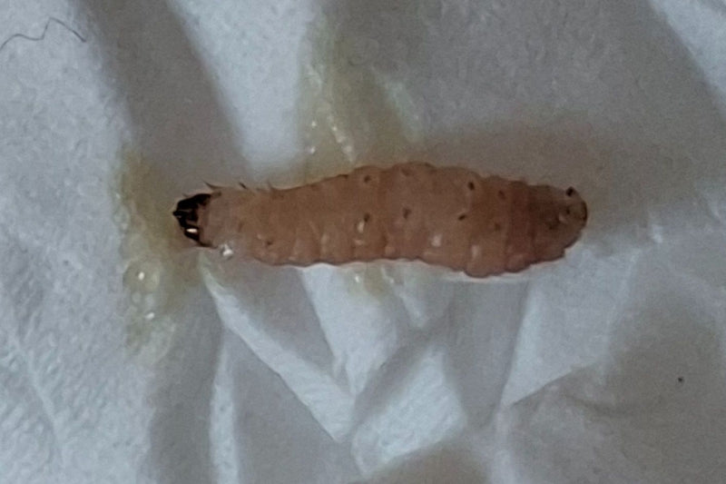 Une chenille de sésie du groseillier de couleur blanchâtre à rosée avec une tête sombre repose sur un tissu en papier.