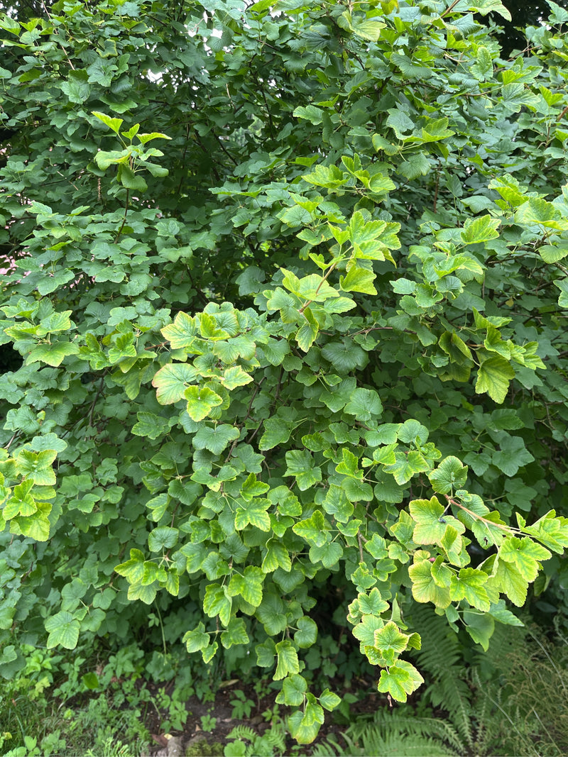groseille — Bild 1